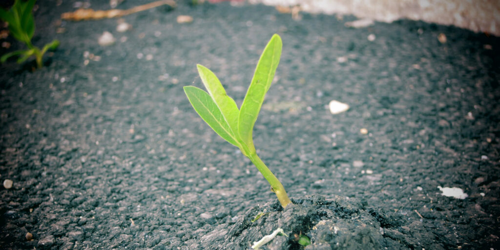A young plant growing through concrete pavement.
